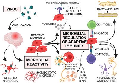 Microglia as potential key regulators in viral-induced neuroinflammation